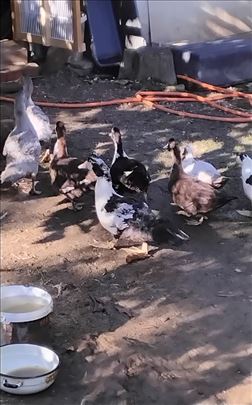 Mošusne-mutave patke Barajevo ( stare 2 meseca )