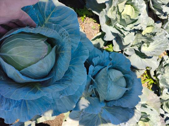 Prodaja kupusa -Potomak i Kenzi – Na veliko
