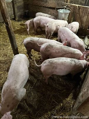 PRODAJA TOVLJENIKA I PRASICA ZA KLANJE POVOLJNO