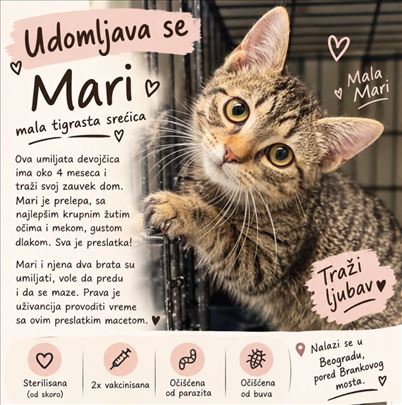 Mari malo preslatko tigrasto mace, maca trazi dom