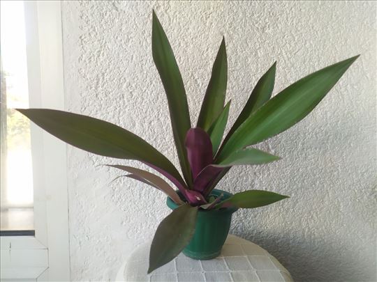 Mojsijeva kolevka 40 cm - Tradescantia spathacea