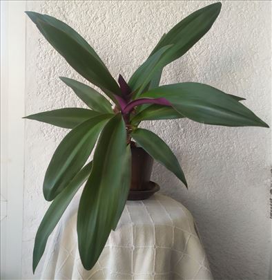 Mojsijeva kolevka 50 cm - Tradescantia spathacea