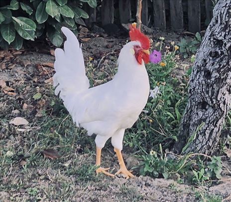 Leghorn (Lohmann LSL)