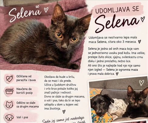 Selena umiljato malo crno mače maca trazi dom