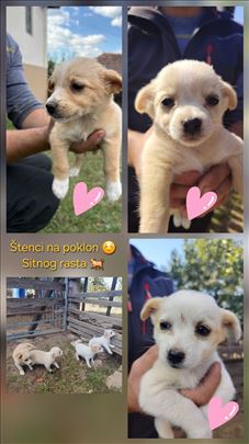 Štenci na poklon. Sitnog rasta.