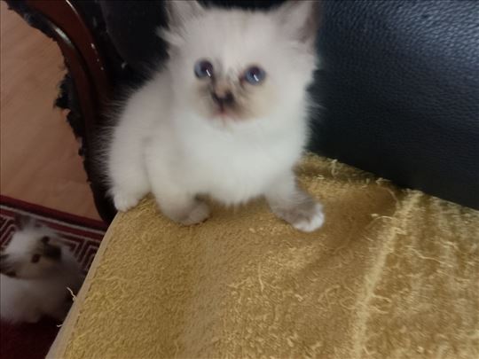 Ragdoll , mače