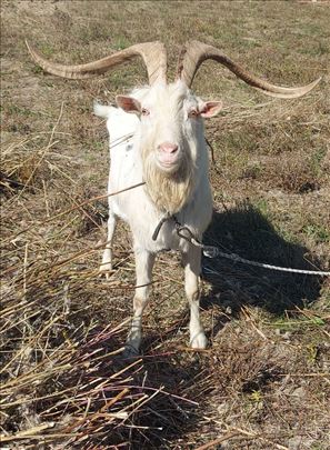 Sanski jarac 