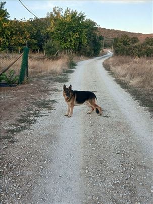 Udomljava se mužjak Nemačkog ovčara kao ljubimac