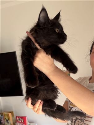 Maine Coon ženka
