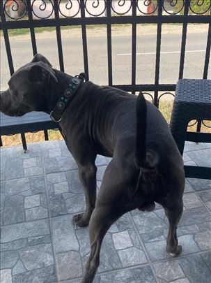 Pit bul terijer, mlad pas