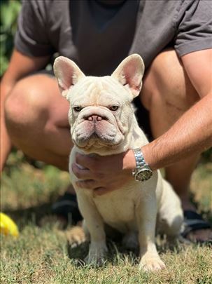 Francuski buldog parenje