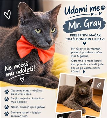 Mr. Gray predobri sivi mačak trazi dom