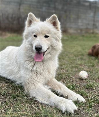 Samojed na poklon