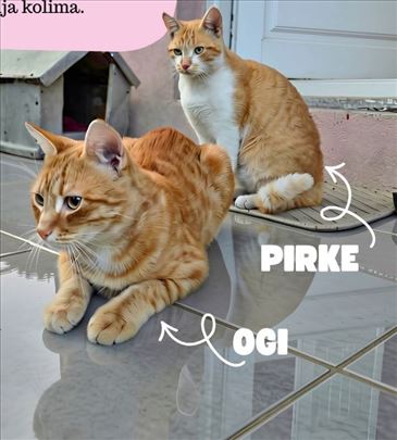 Dva žuta mačora traže dom