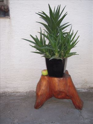 SOBNA BILJKA ALOJA
