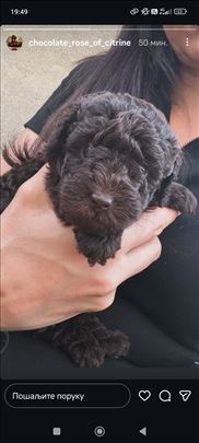 Choko pudla