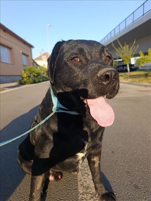 Labrador retriver “MAKSA“ traži dom
