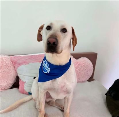 Labrador retriver, mlad pas