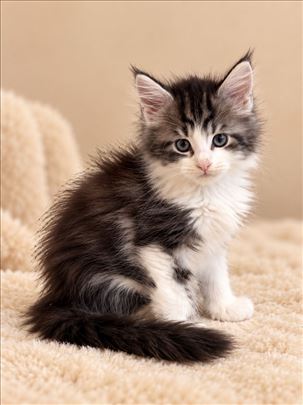 Maine Coon, mače