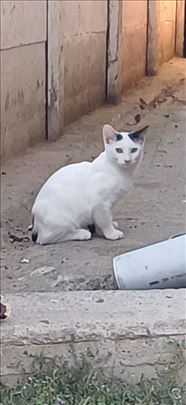 Mešanac, mače