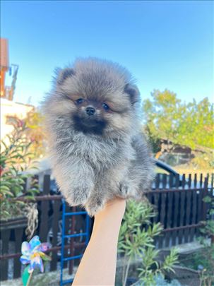 Pomeranac stenci