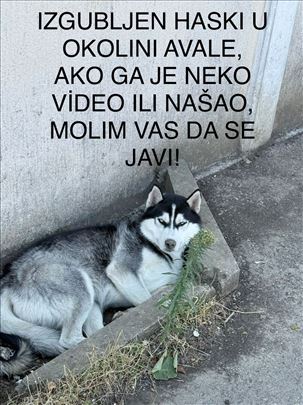 Izgubljen haski - okolina Avale