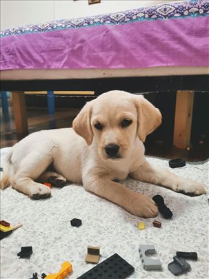 Labrador retriver, štene