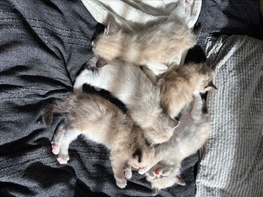 Mačići ragdoll / birmanska