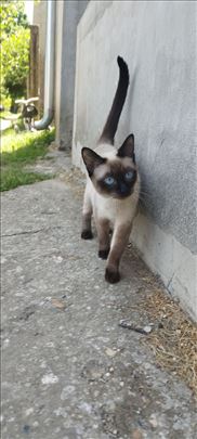Sijamska , mlada mačka na poklon