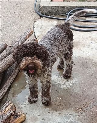 Lagoto romanjolo - Lagotto Romagnolo šten