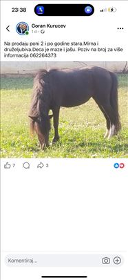 Poni