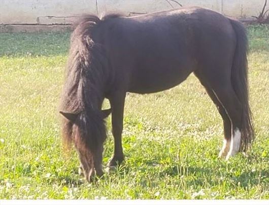 Poni