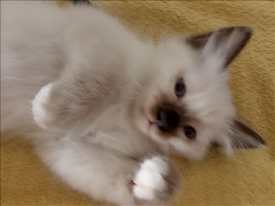 Ragdoll , mače