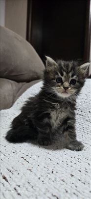 Maine Coon, mejn kun macici