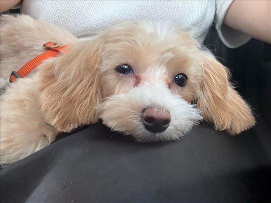 Maltipoo, mlad pas