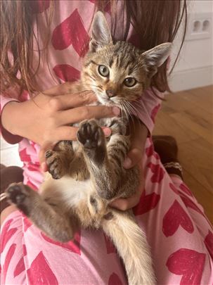 Preslatki mačići stari 3 meseca na poklon