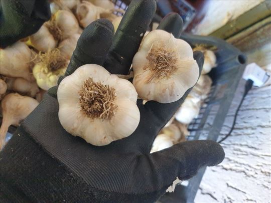 Domaći jesenji beli luk