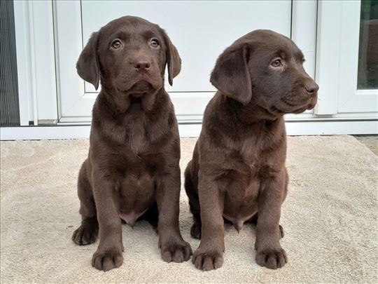 Labrador retriver, štene