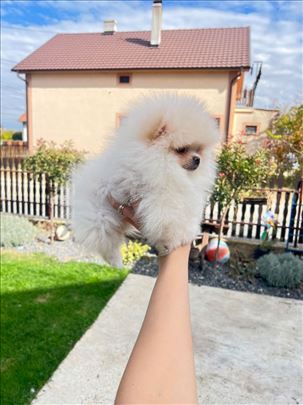 Pomeranac