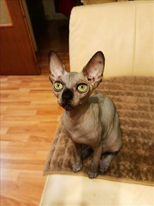 Sphynx mačići