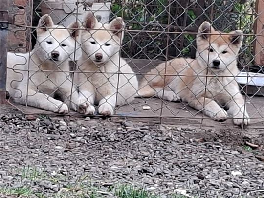 Akita, štene
