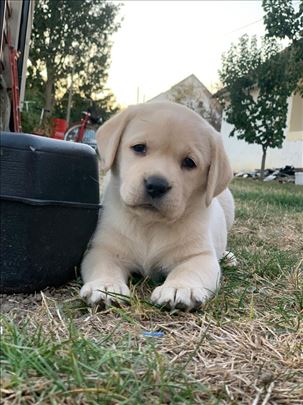 Labrador retriver, štene