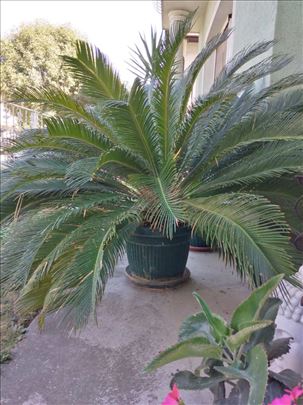 Palma cikas