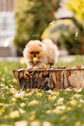 Pomeranac, stene, boo