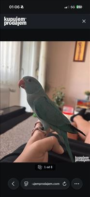 Rucno Hranjen Mali Aleksandar