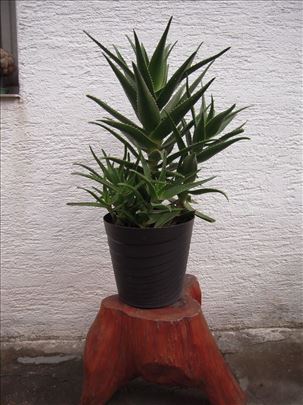 Aloja