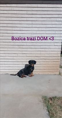 Mešanac, mlad pas