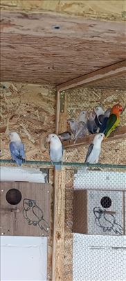 Na prodaju mladi Fišeri