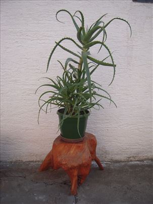 ALOJA