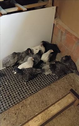 Australorp pilići ( stari 65 dana ) 